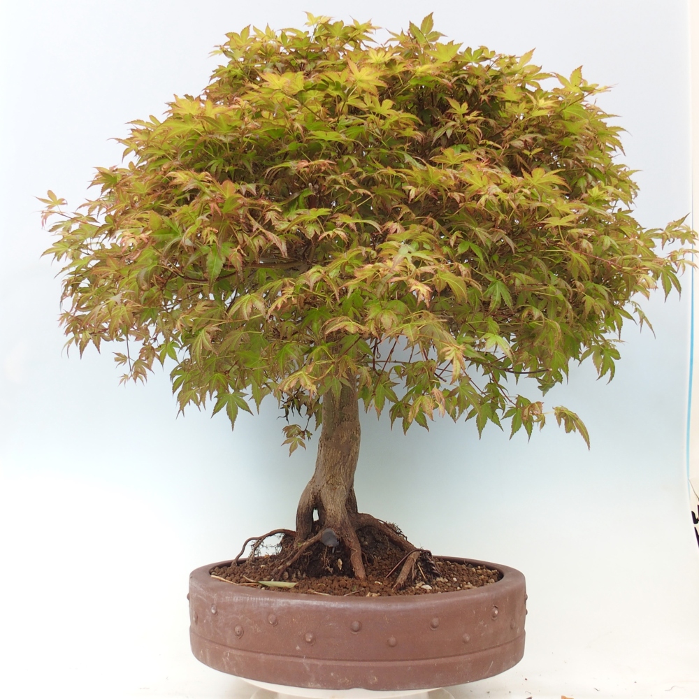 Acero norvegese - Acer palmatum Beni Tsukasa