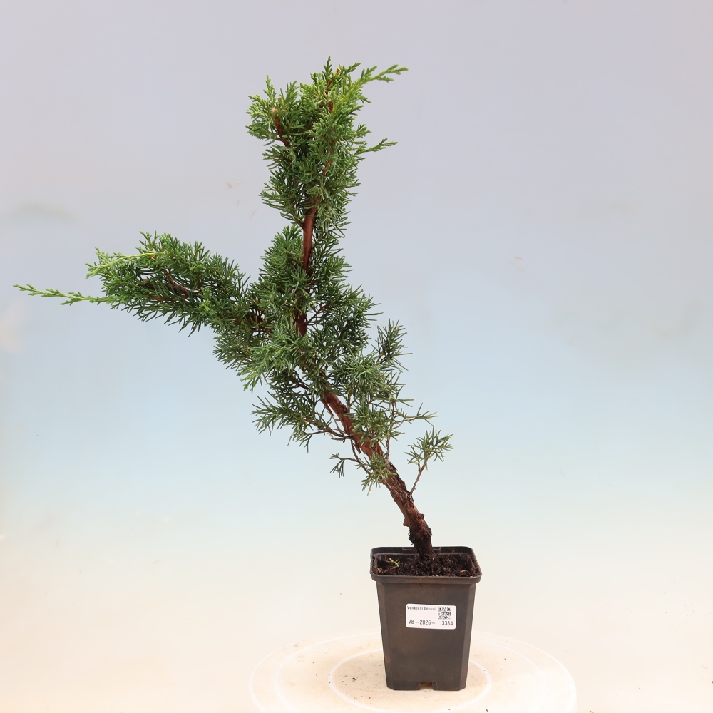 Bonsai da esterno - Juniperus chinensis Kishu