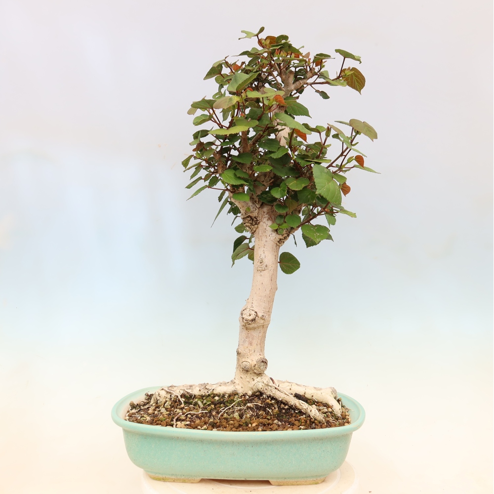 Bonsai da interno - Hibiscus tiliaceus - Ibisco marino