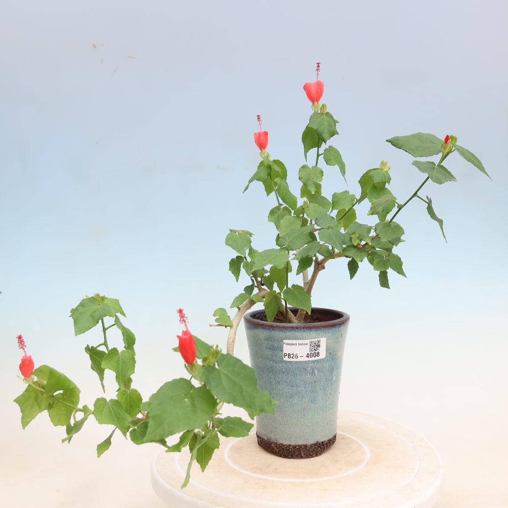Bonsai da interno - Malvaviscus arboreus