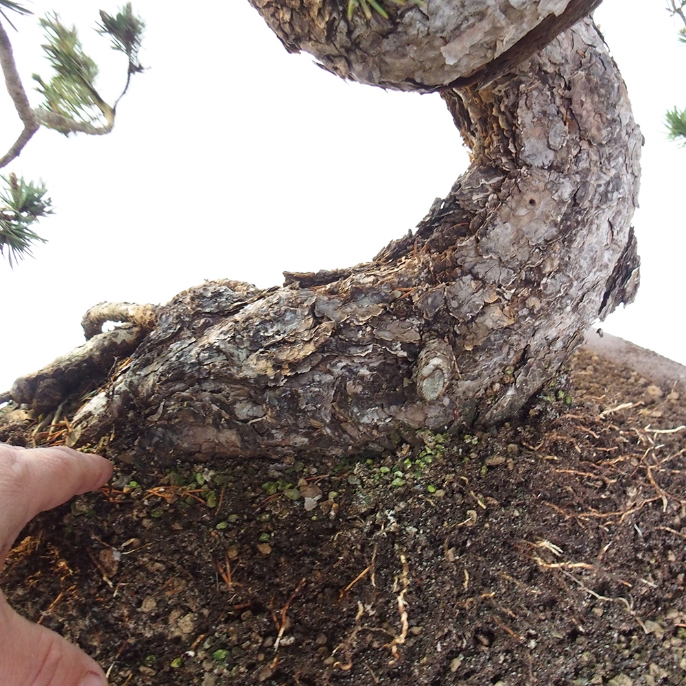 Yamadori - Pinus sylvestris Spagna