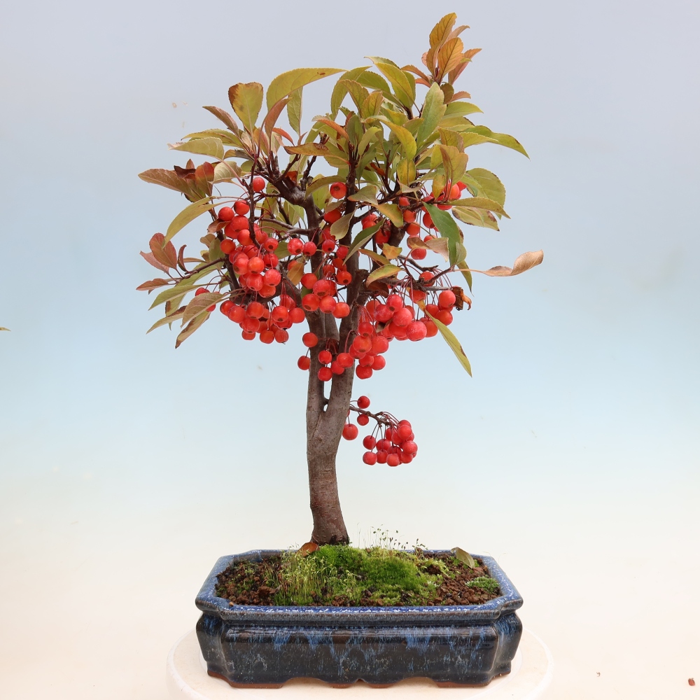 Bonsai da esterno -Malus domestica - Melo a piccoli frutti a foglie rosse