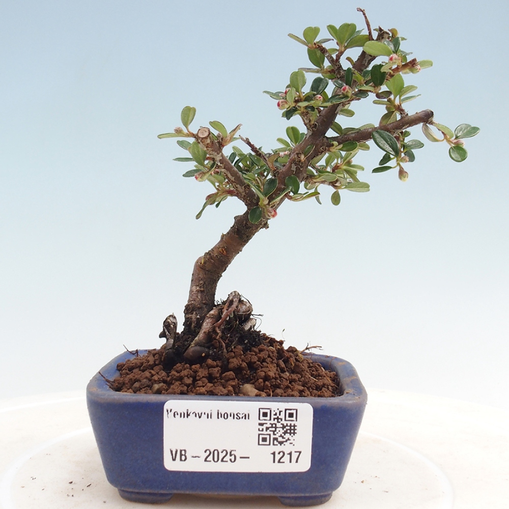 Bonsai da esterno - Cotoneaster horizontalis - Rocky Mountain