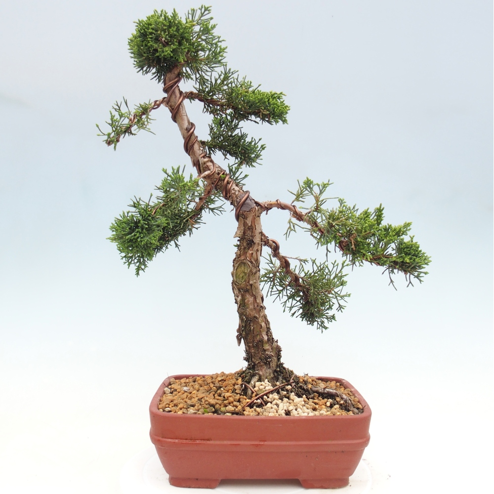 Bonsai da esterno - Juniperus chinensis Kishu