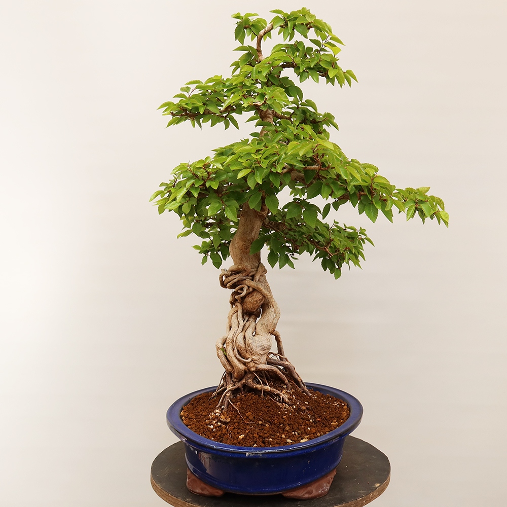Bonsai da esterno -Carpinus Coreana - Carpino coreano