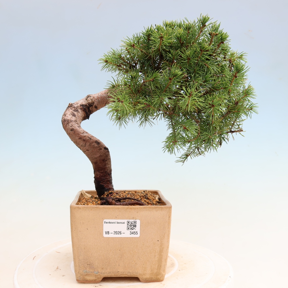 Bonsai da esterno - Abete grigio - Picea glauca globe