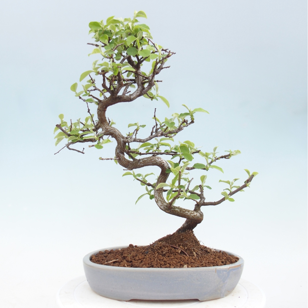 Bonsai da esterno - Chaneomeles chinensis