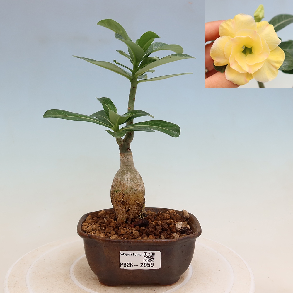Bonsai da interno - Adenium obesum innestato Alonza  - Rosa del deserto