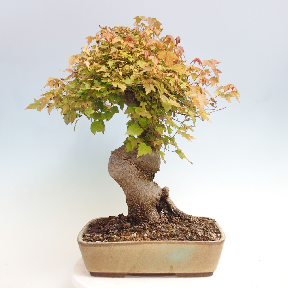 Bonsai da esterno - Acer Buergerianum - Acero di Burger