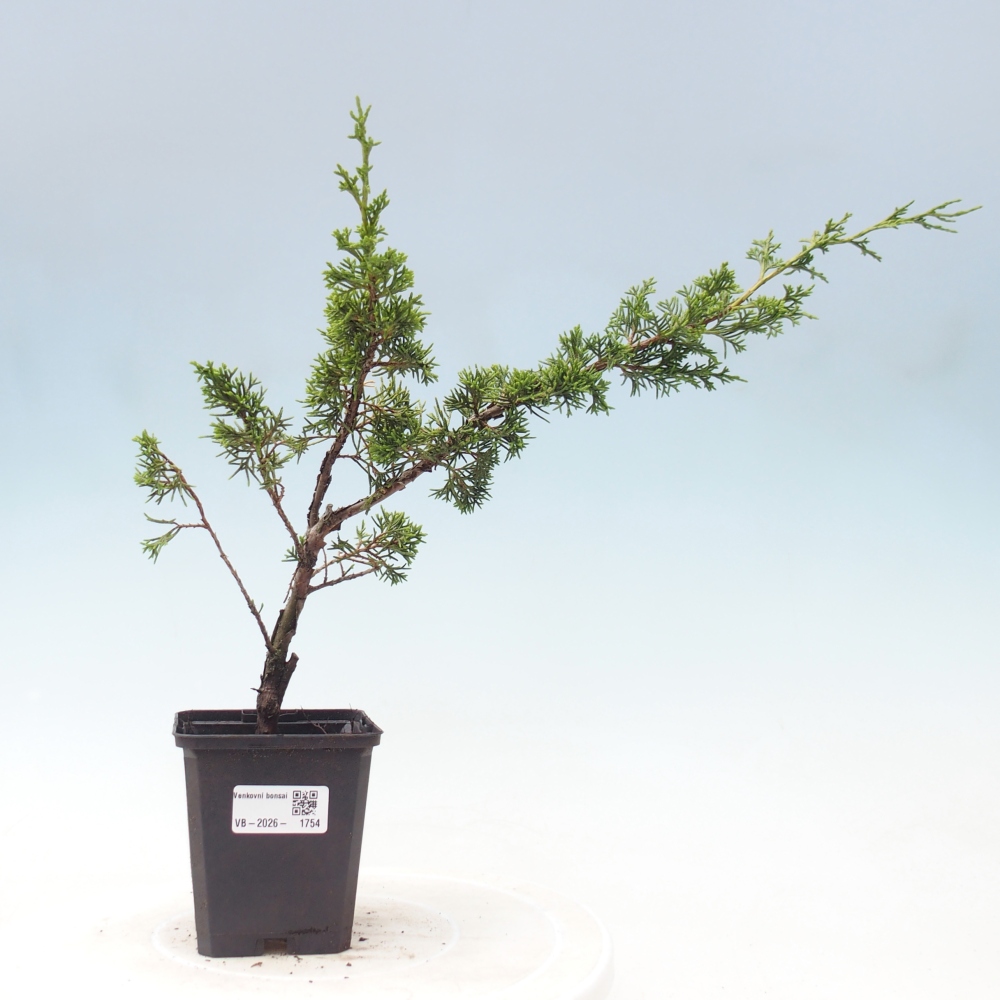 Bonsai da esterno - Juniperus chinensis Itoigawa