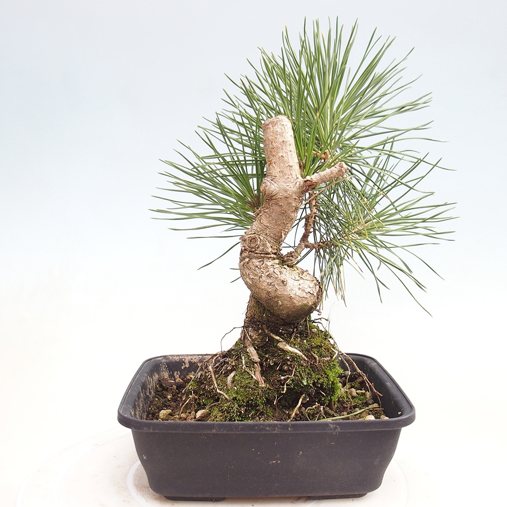 Bonsai da esterno - Pinus thunbergii - Pino di Thunberg