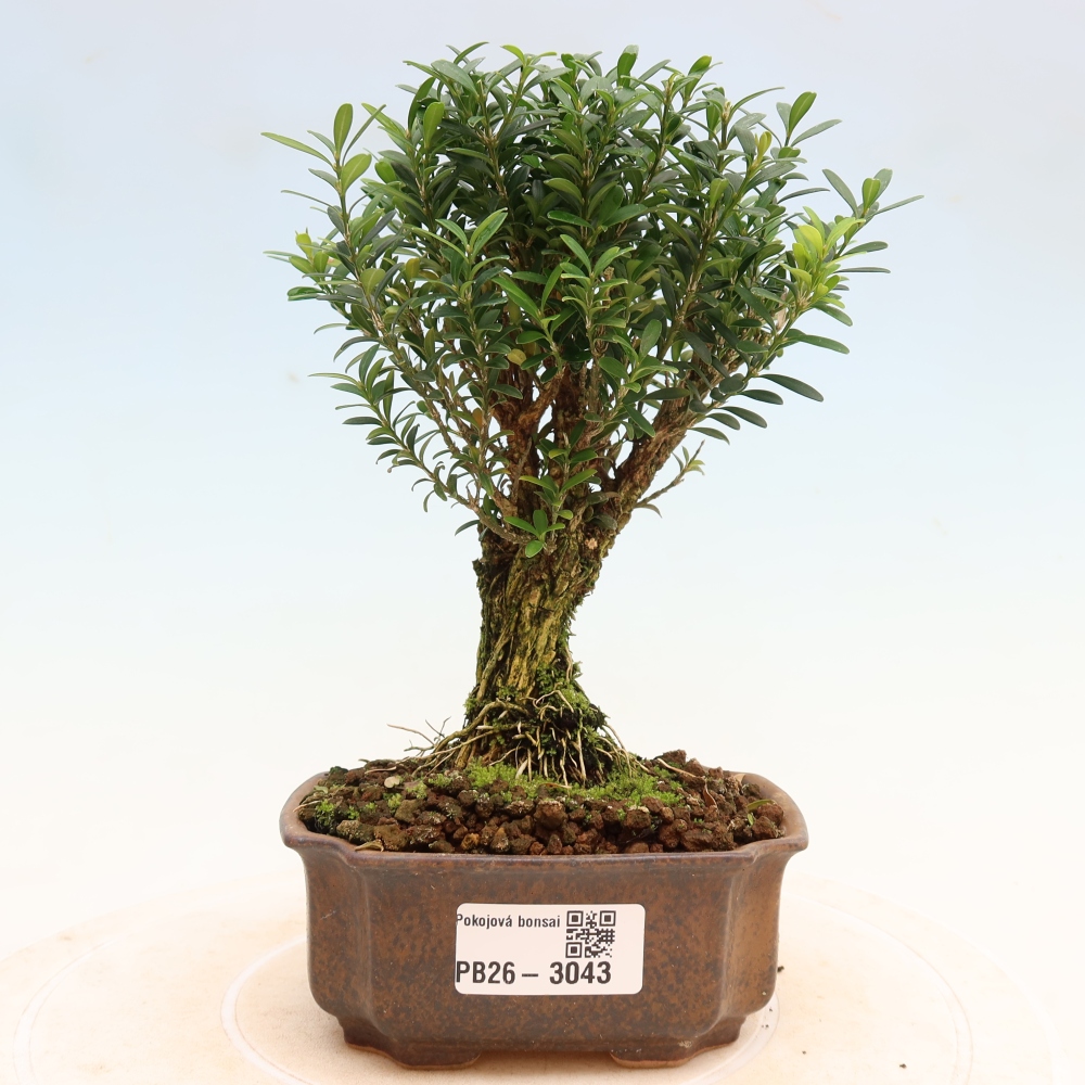 Camera bonsai - Buxus harlandii - buxus da sughero