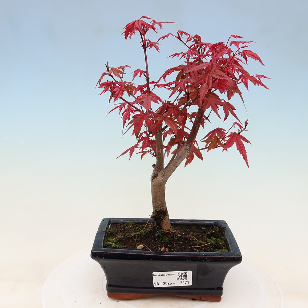 Bonsai da esterno - Acer palmatum DESHOJO