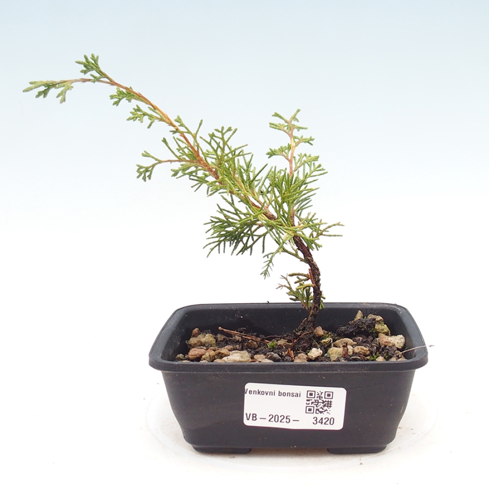 Bonsai da esterno - Juniperus chinensis Itoigawa
