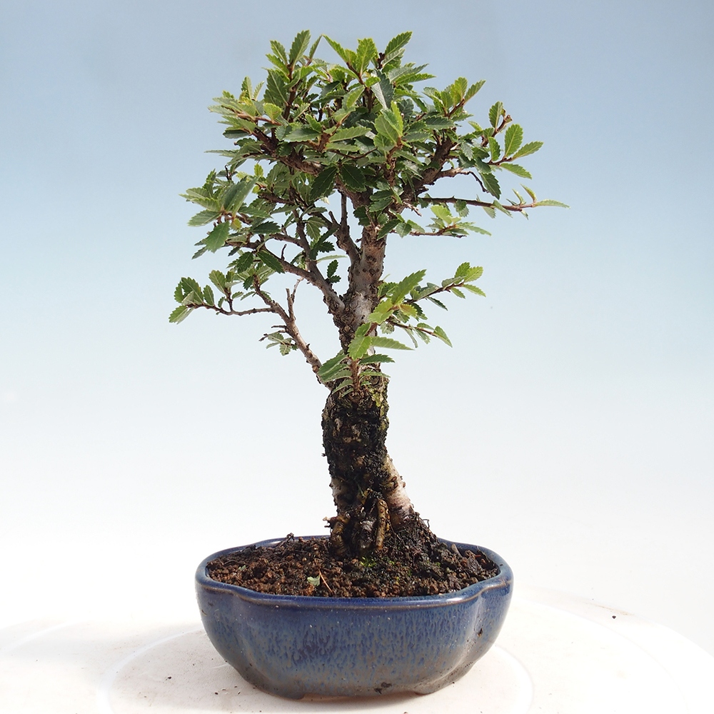 Bonsai da esterno - Zelkova - Zelkova NIRE