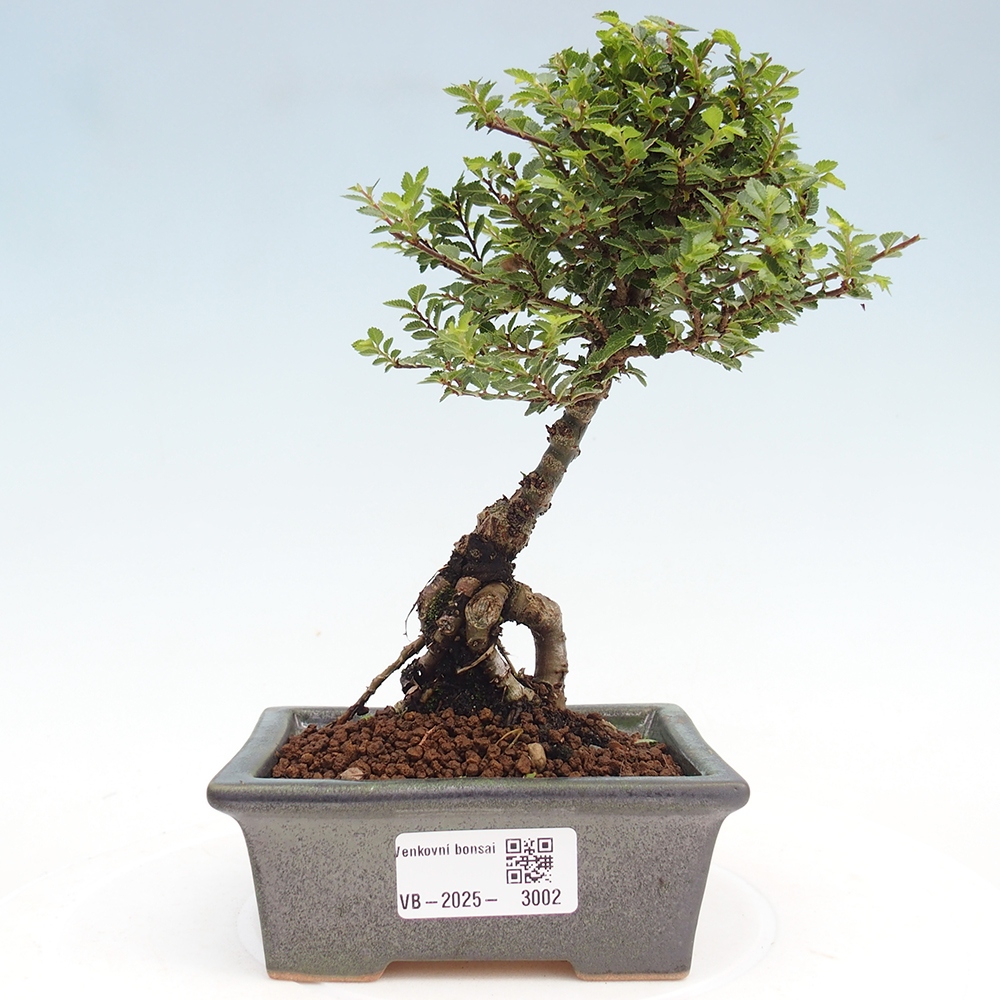 Bonsai da esterno - Ulmus parvifolia Sagei - Olmo a foglie piccole
