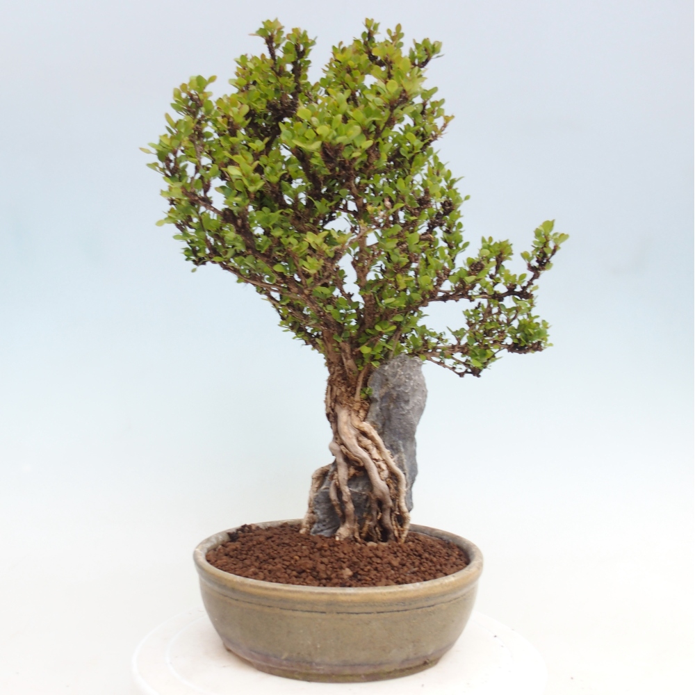 Bonsai da esterno - Berberis coreana