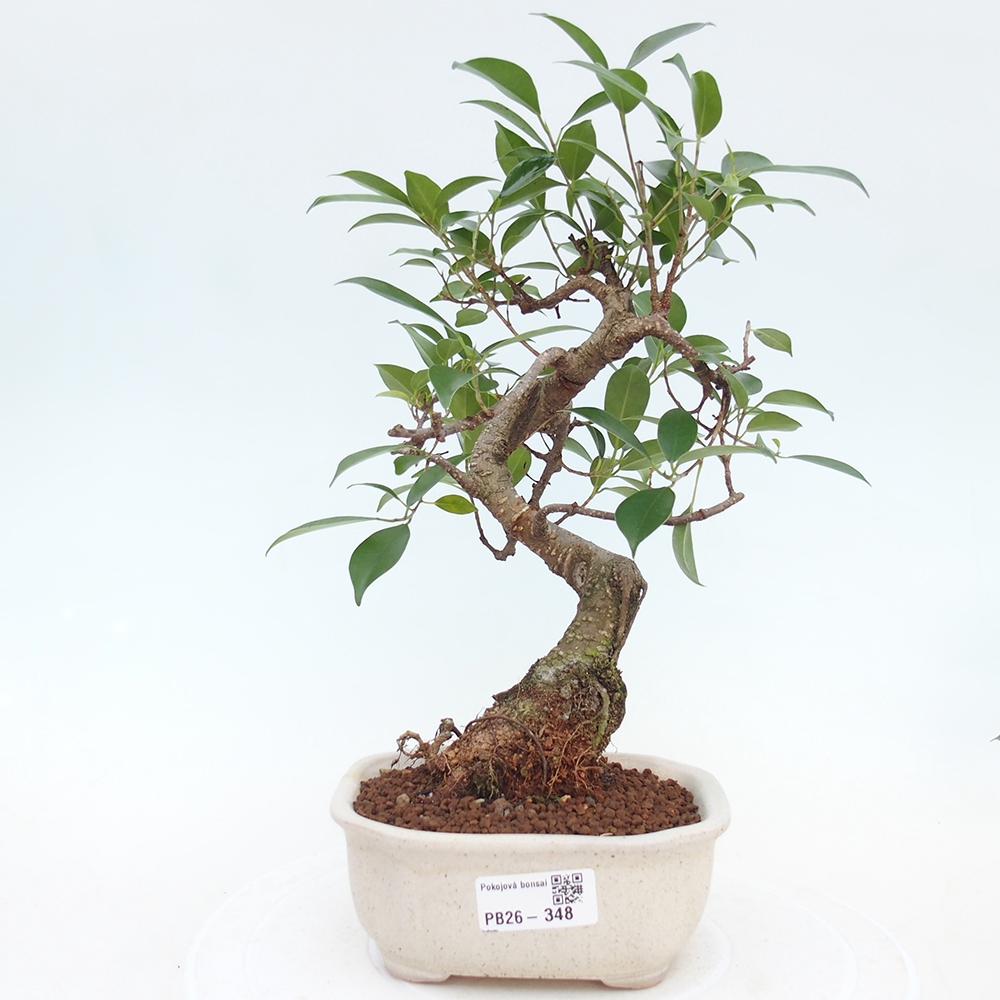 Camera bonsai - Ficus retusa - ficus a foglie piccole