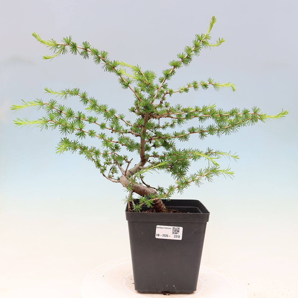 Bonsai da esterno -Larix decidua - Larice
