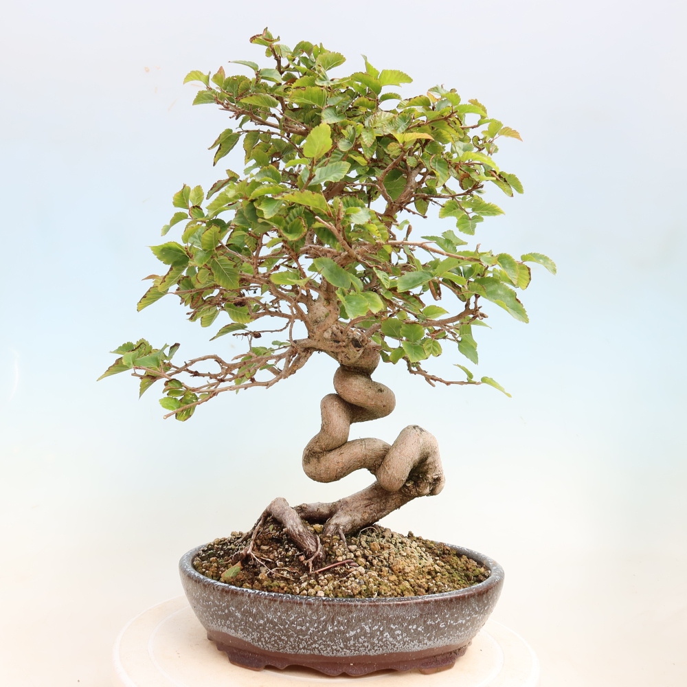 Bonsai da esterno -Carpinus CARPINOIDES - Carpino coreano