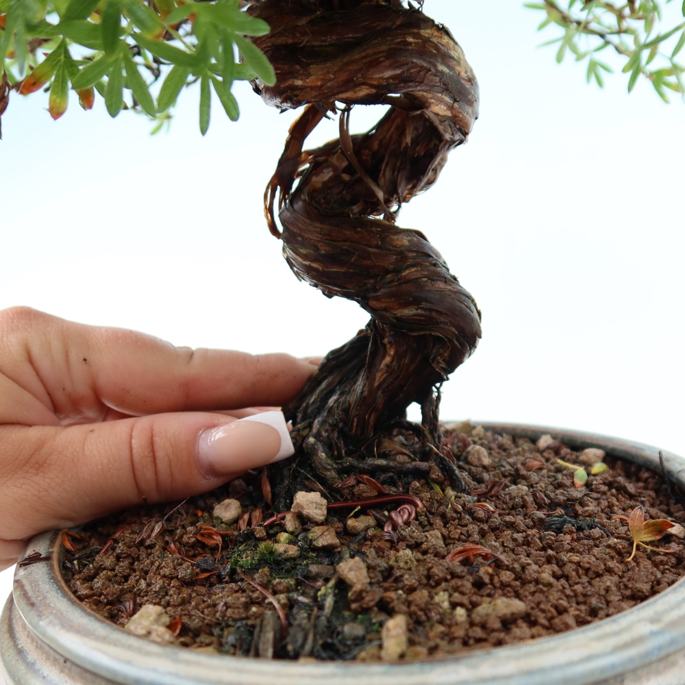 Bonsai da esterno - Potentila fruticosa
