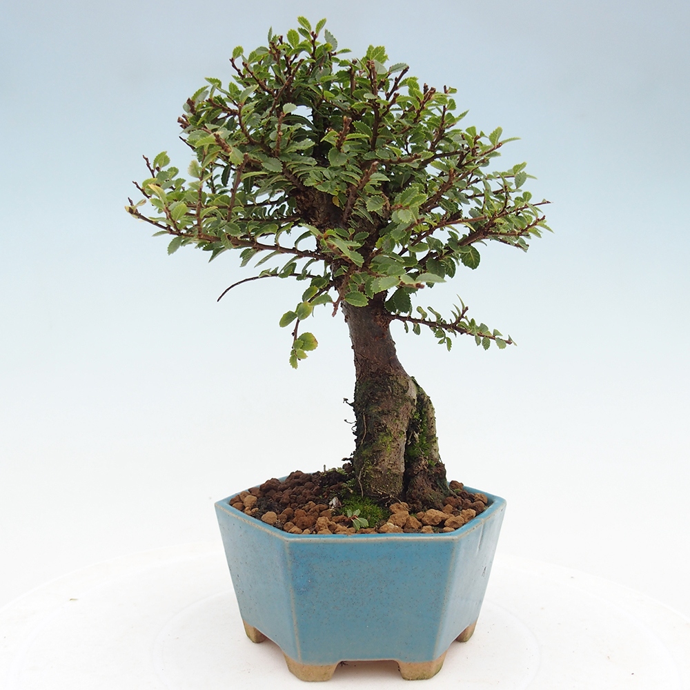 Bonsai da esterno - Ulmus parvifolia Hokkaido - Olmo cinese