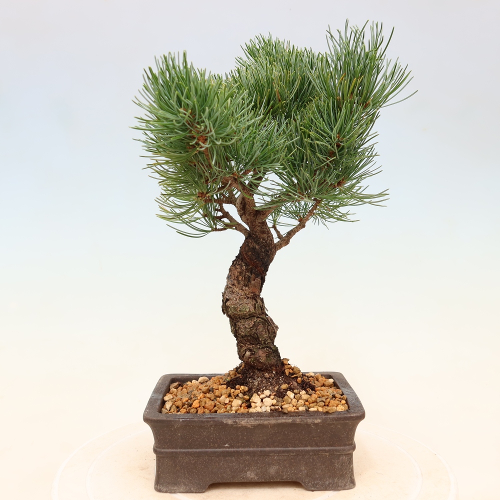 Bonsai da esterno - Pinus parviflora - Pinus parviflora