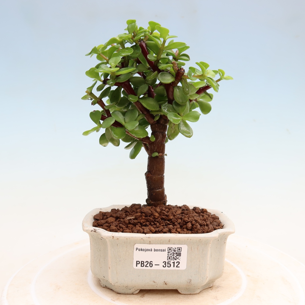 Camera bonsai - Portulakaria Afra - Tlustice