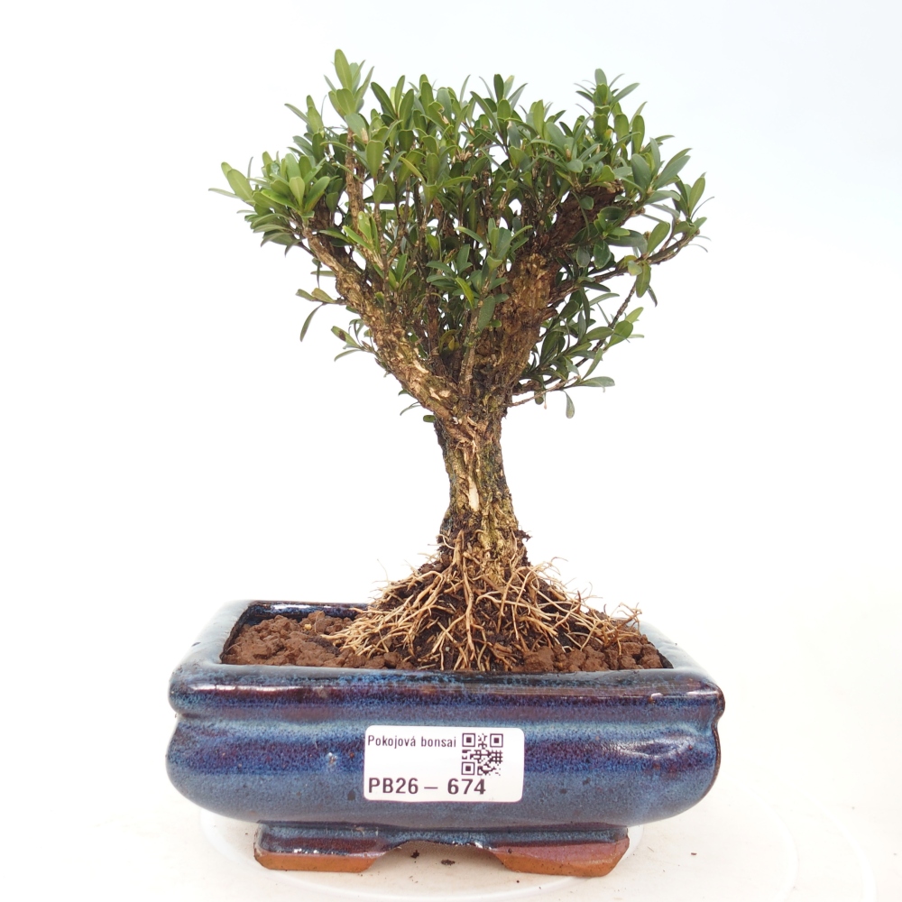 Camera bonsai - Buxus harlandii - buxus da sughero