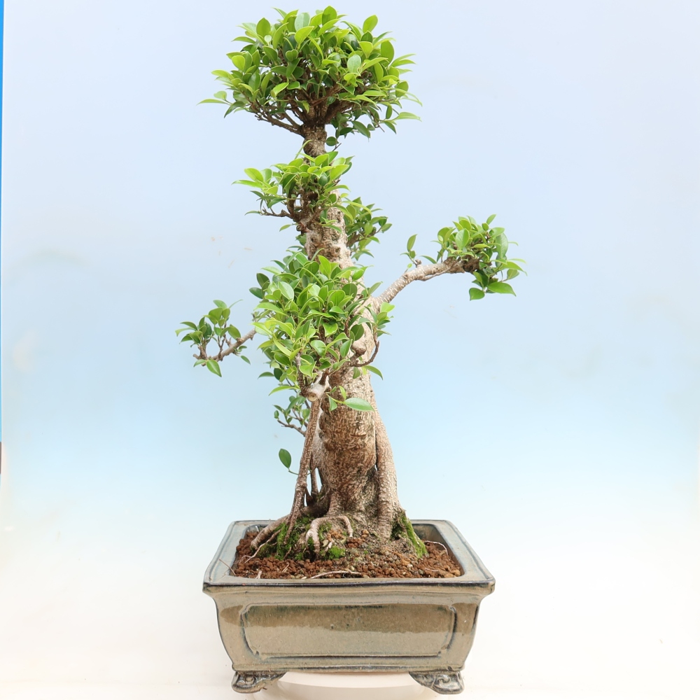Camera bonsai - Ficus kimmen - ficus a foglie piccole