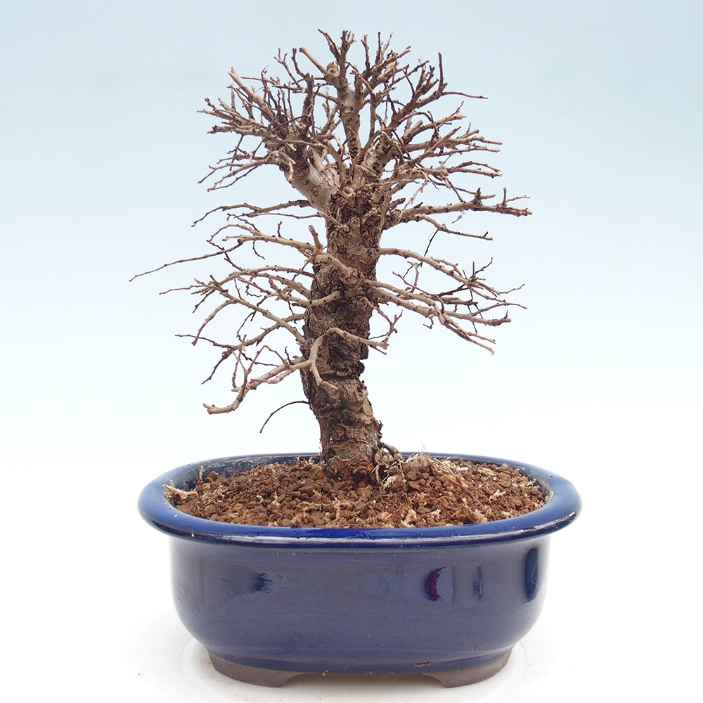 Bonsai da esterno - Zelkova - Zelkova NIRE