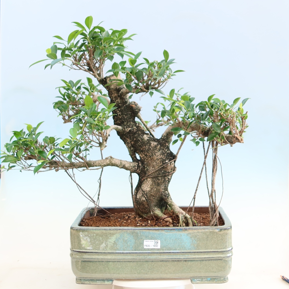 Camera bonsai - Ficus kimmen - ficus a foglie piccole