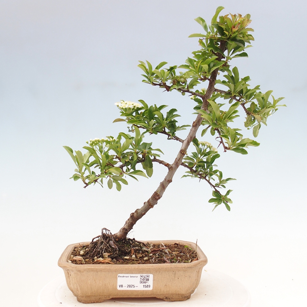 Bonsai da esterno-Pyracantha Teton -Hlox