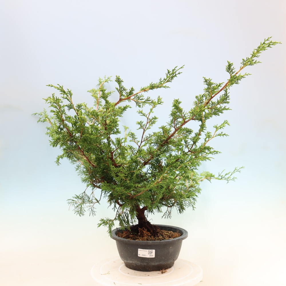 Bonsai da esterno - Juniperus chinensis Itoigawa