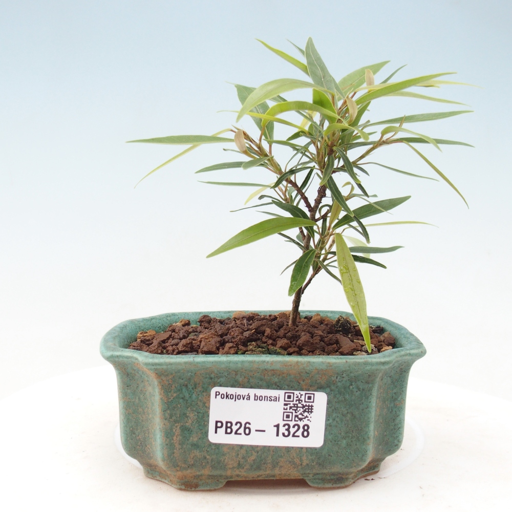 Camera bonsai - Ficus nerifolia - ficus a foglie piccole