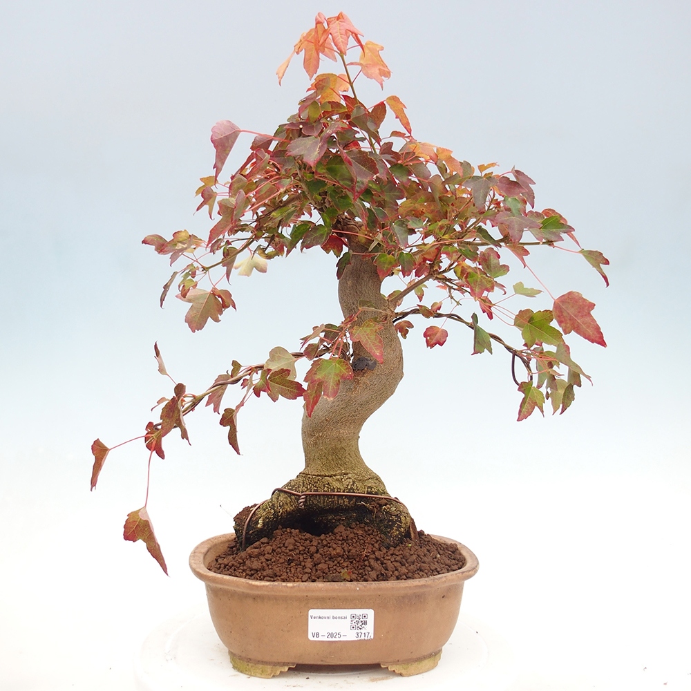 Bonsai da esterno - Acer Buergerianum - Acero di Burger