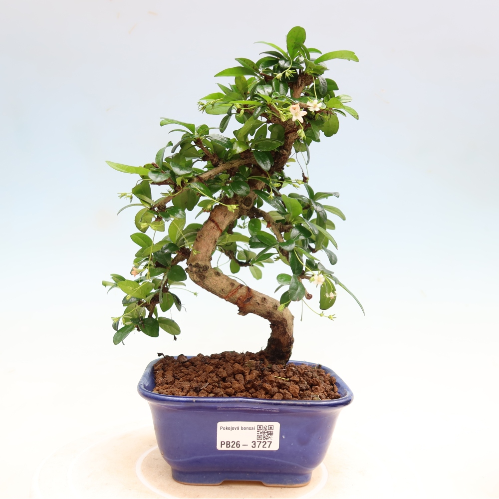 Camera bonsai - Carmona macrophylla - Tea fuki