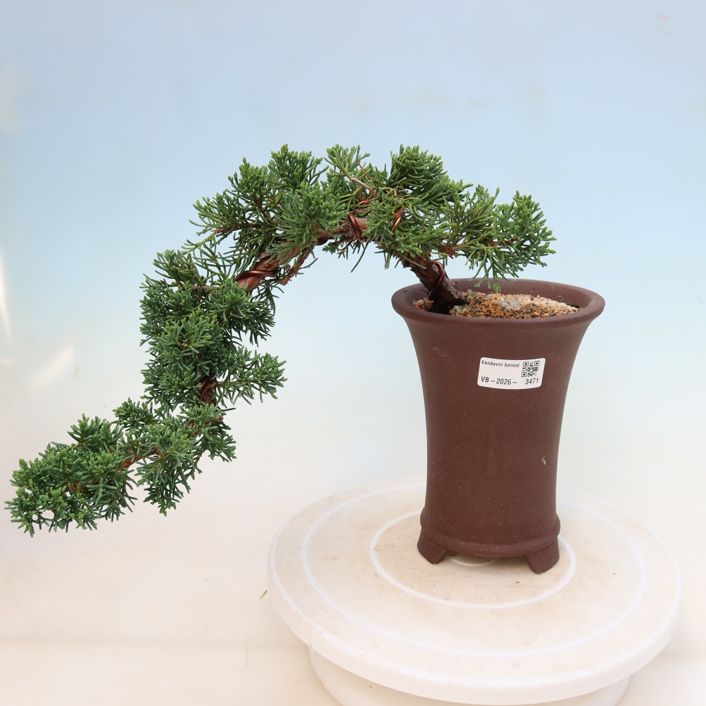 Bonsai da esterno - Juniperus chinensis Kishu