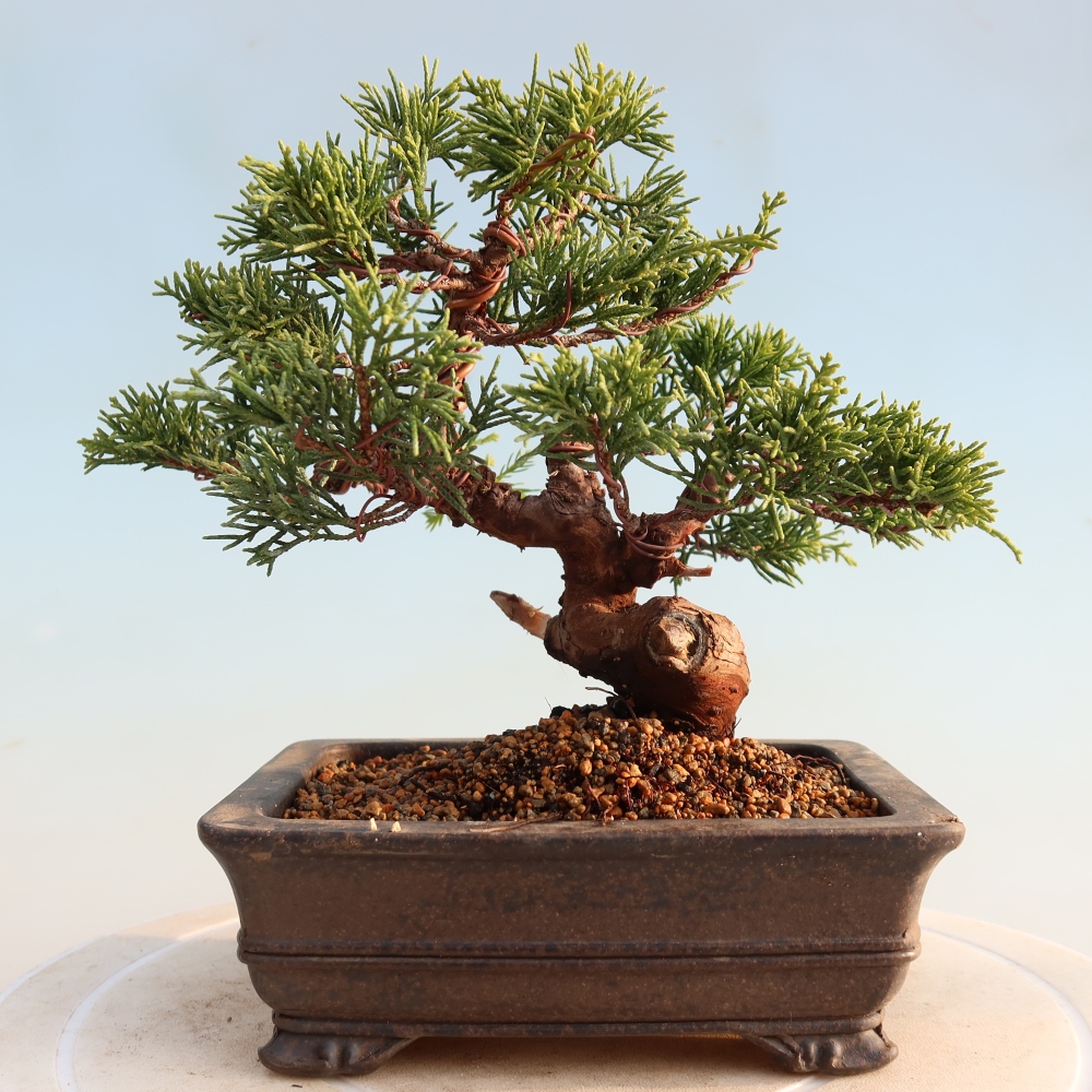 Bonsai da esterno - Juniperus chinensis Itoigawa