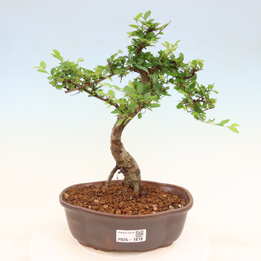 Camera bonsai - Ulmus parvifolia - Olmo a foglie piccole