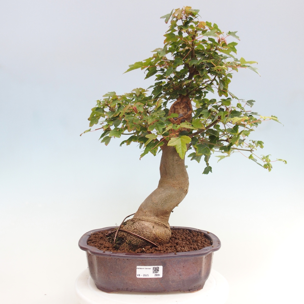 Bonsai da esterno - Acer Buergerianum - Acero di Burger