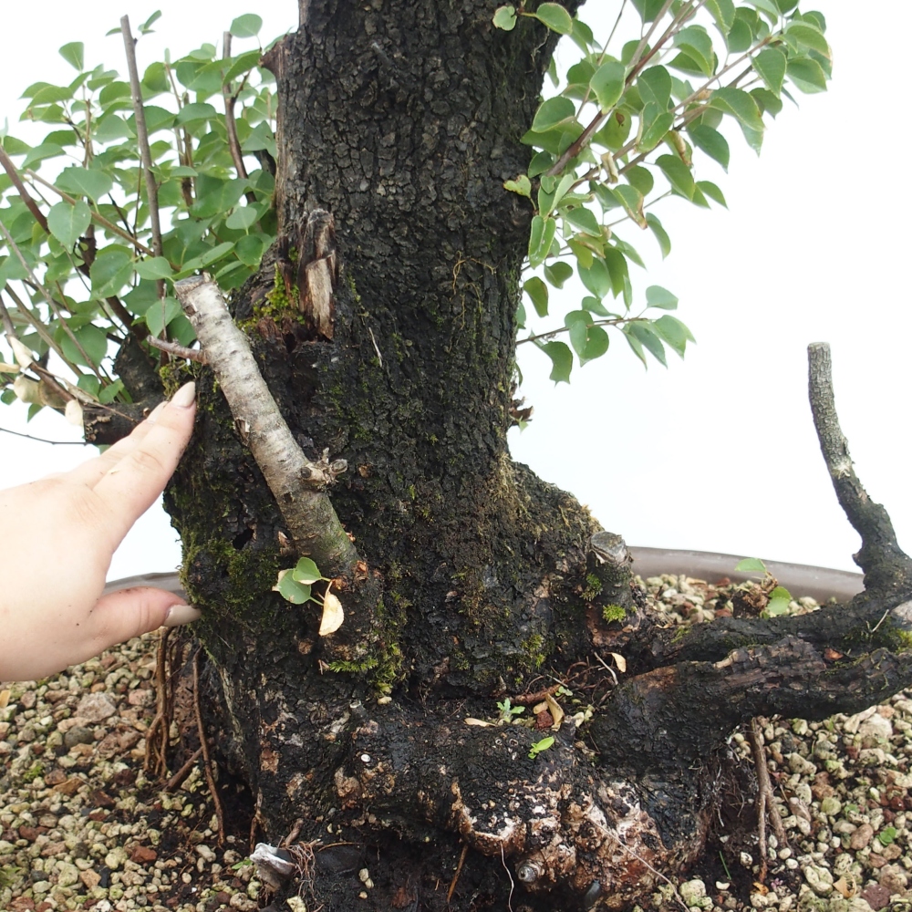 Bonsai da esterno - Mahalebka - Prunus mahaleb