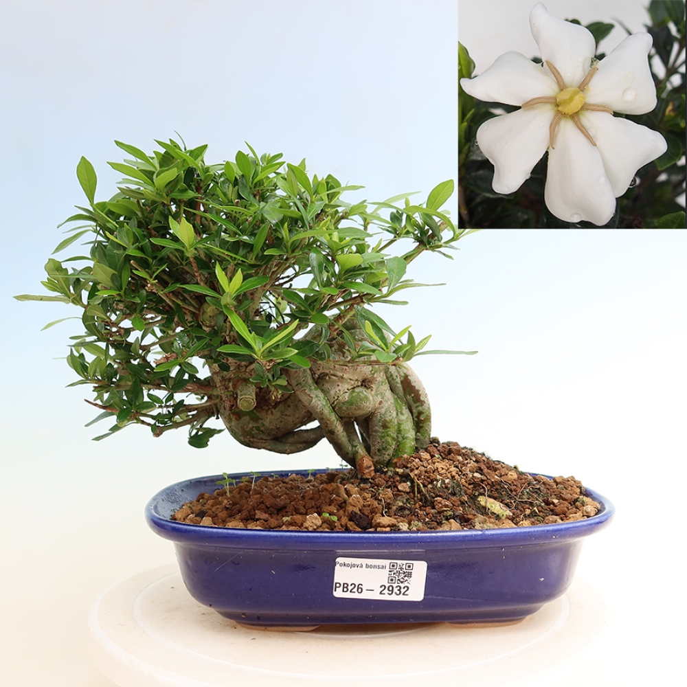Camera bonsai - Gardenia jasminoides-Gardenia