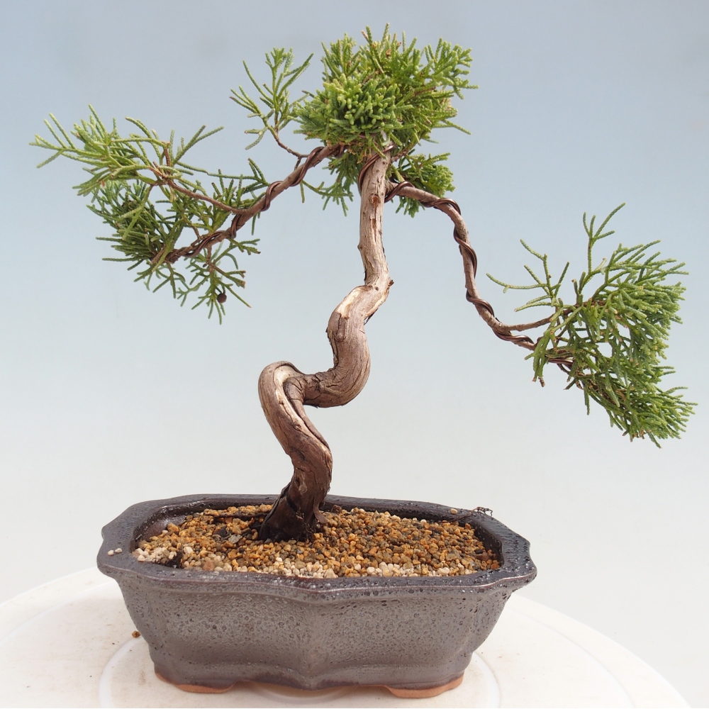 Bonsai da esterno - Juniperus chinensis Kishu
