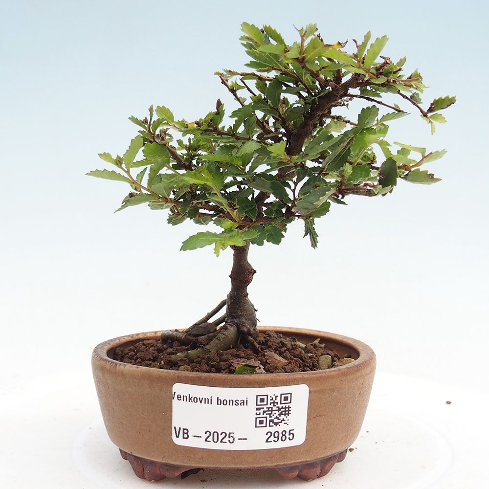 Bonsai da esterno - Ulmus parvifolia Sagei - Olmo a foglie piccole