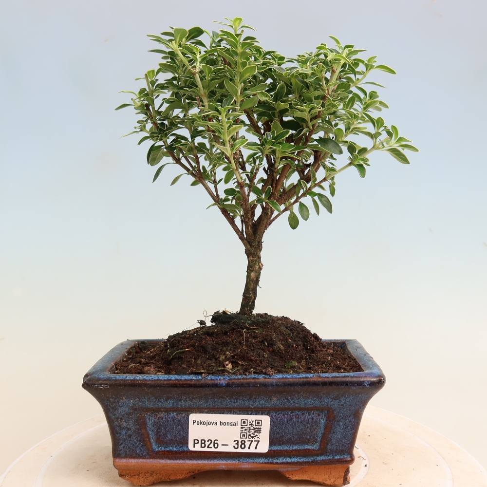 Camera bonsai - Serissa foetida Variegata - Albero delle mille stelle