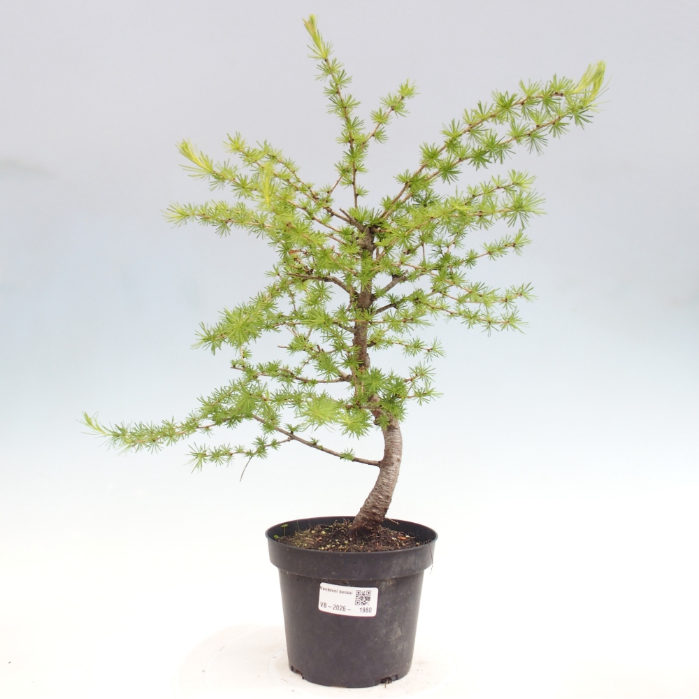 Bonsai da esterno -Larix decidua - Larice