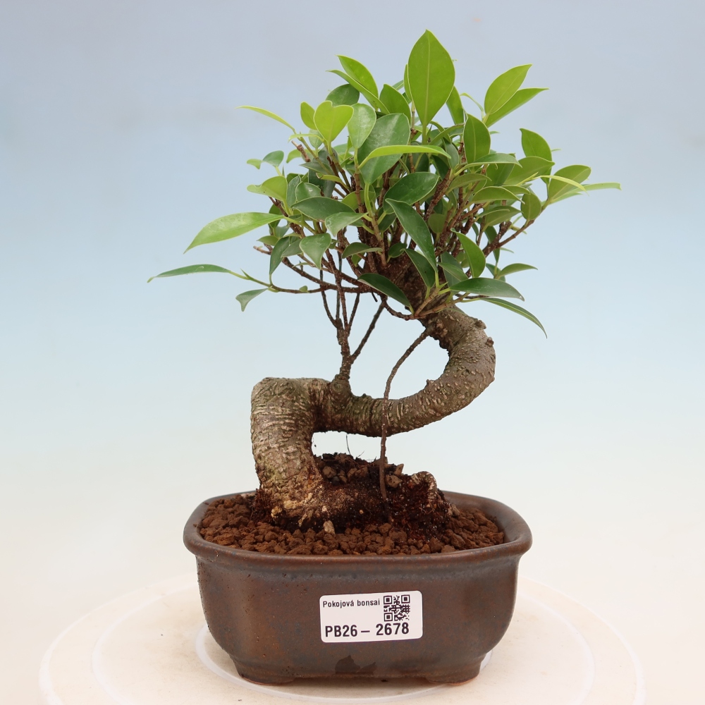 Camera bonsai - Ficus kimmen - ficus a foglie piccole