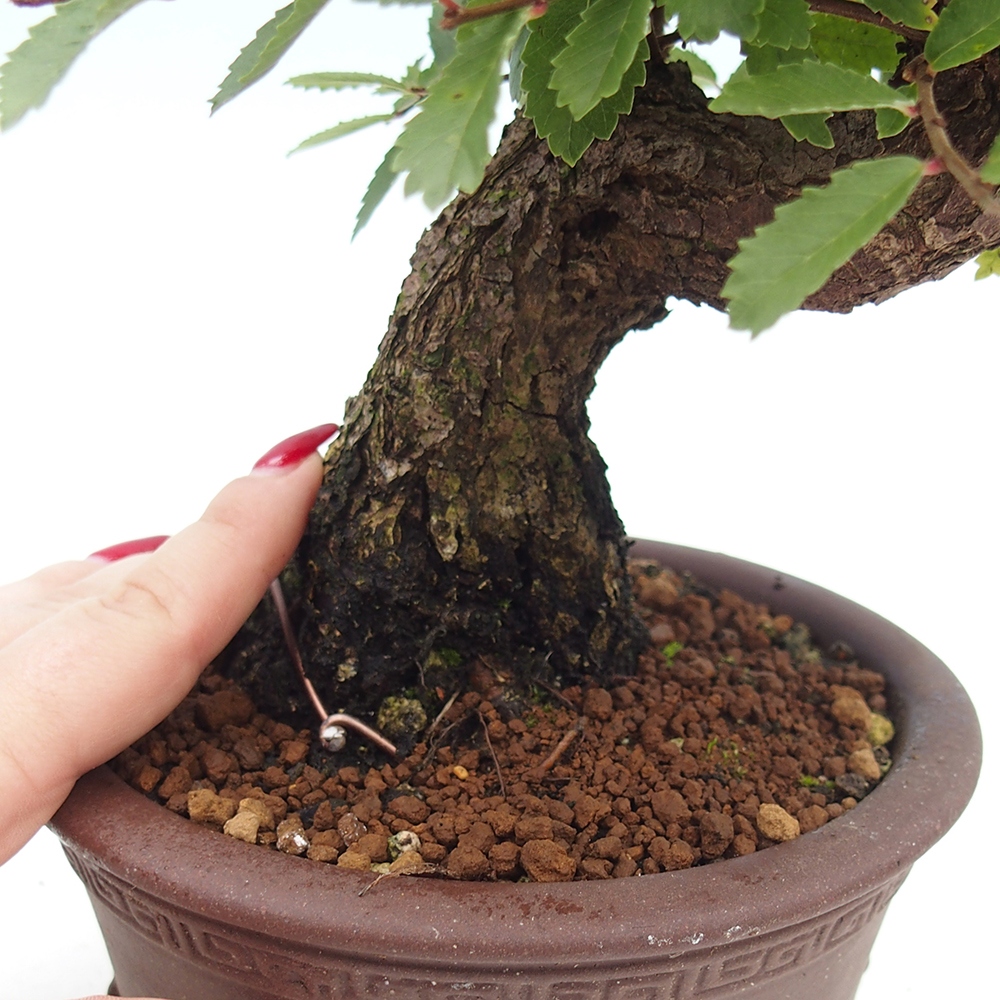 Bonsai da esterno - Zelkova - Zelkova NIRE
