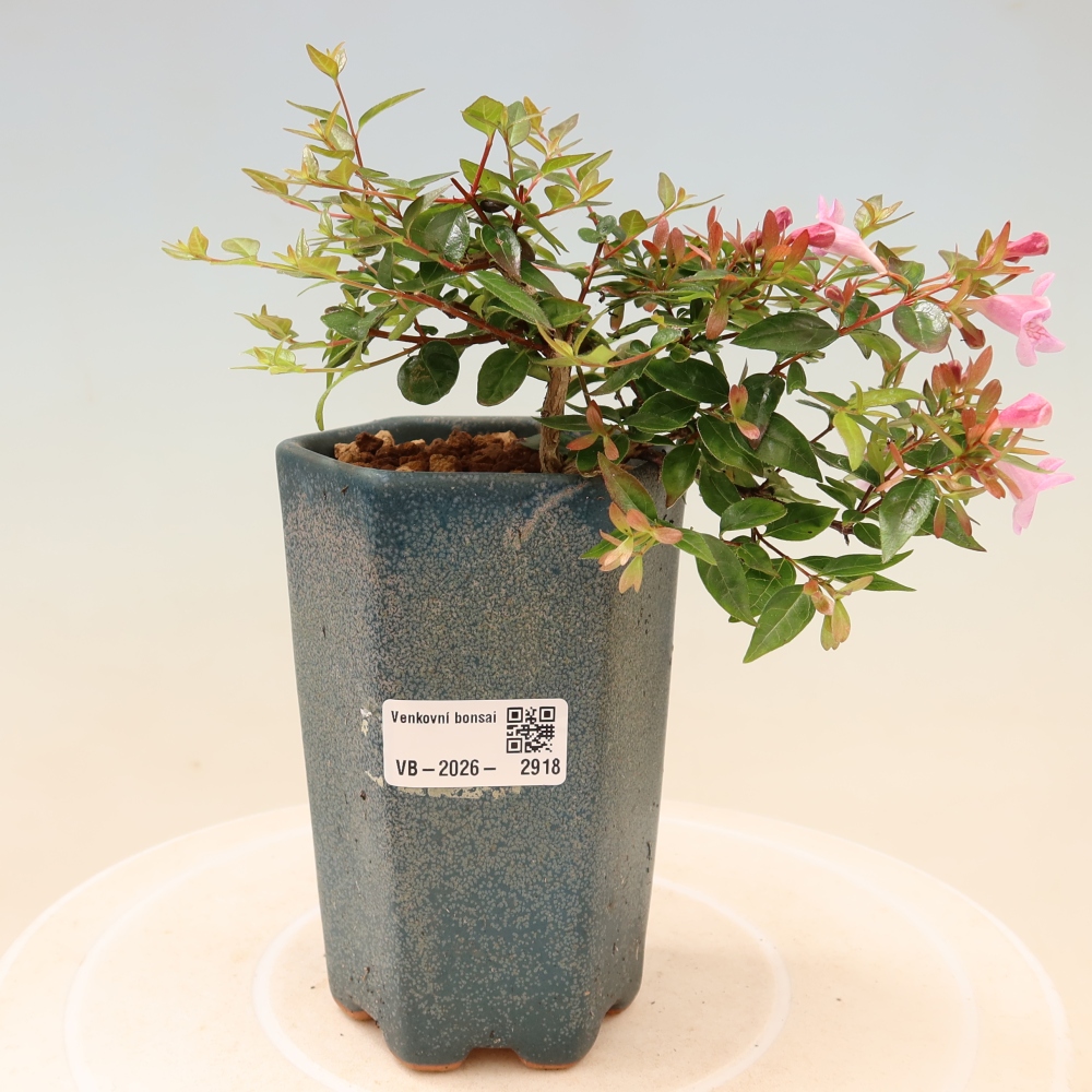 Bonsai da esterno - Abelia Edward Goucher - Abelia a fiore grande